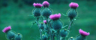 A salute to the thistle